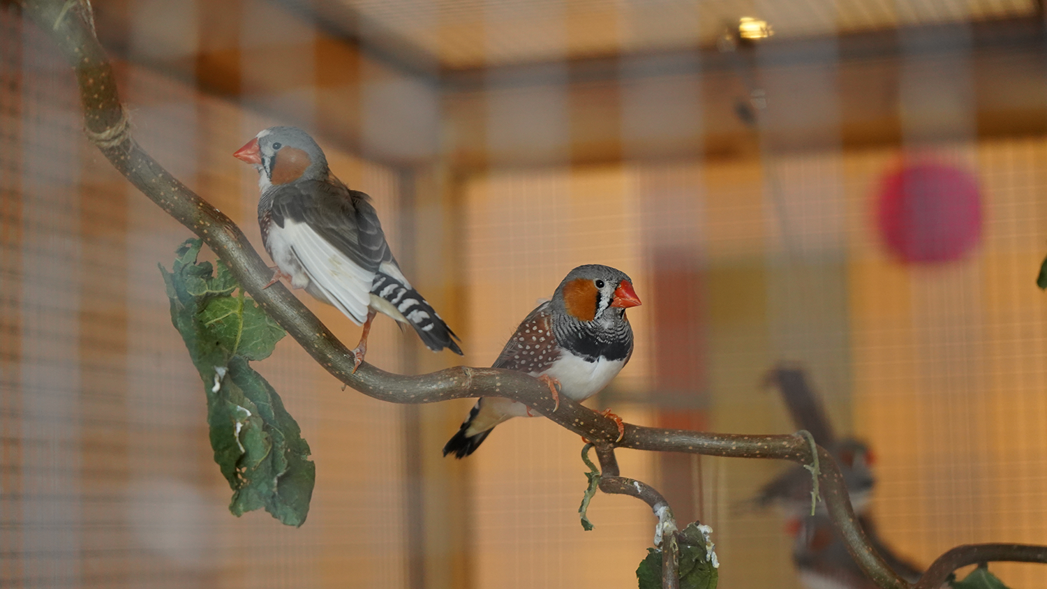 Vogel Vogel